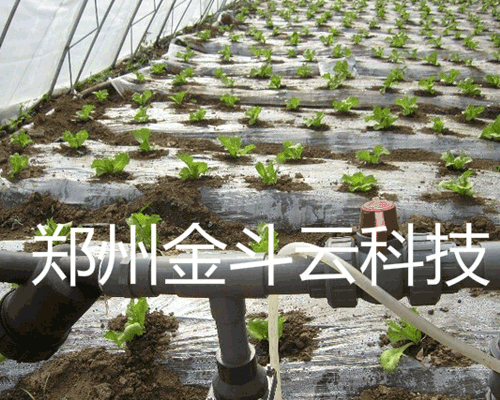 山東壽光大棚青菜香蕉成人A片视频工程