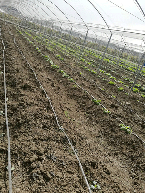 香蕉成人A片视频係統
