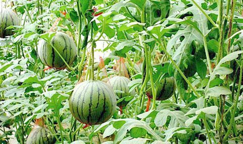 香蕉成人A片视频係統