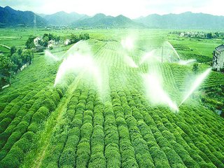 農業香蕉成人A片视频