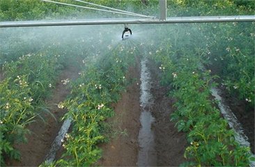 香蕉成人A片视频係統廠家