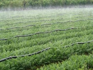 節水香蕉成人A片视频